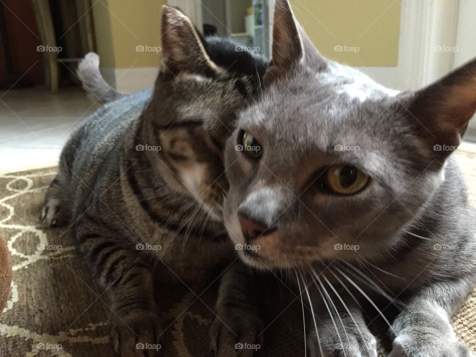 Purfect cat love and snuggles