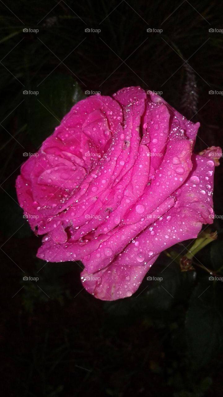 pink flower in rain