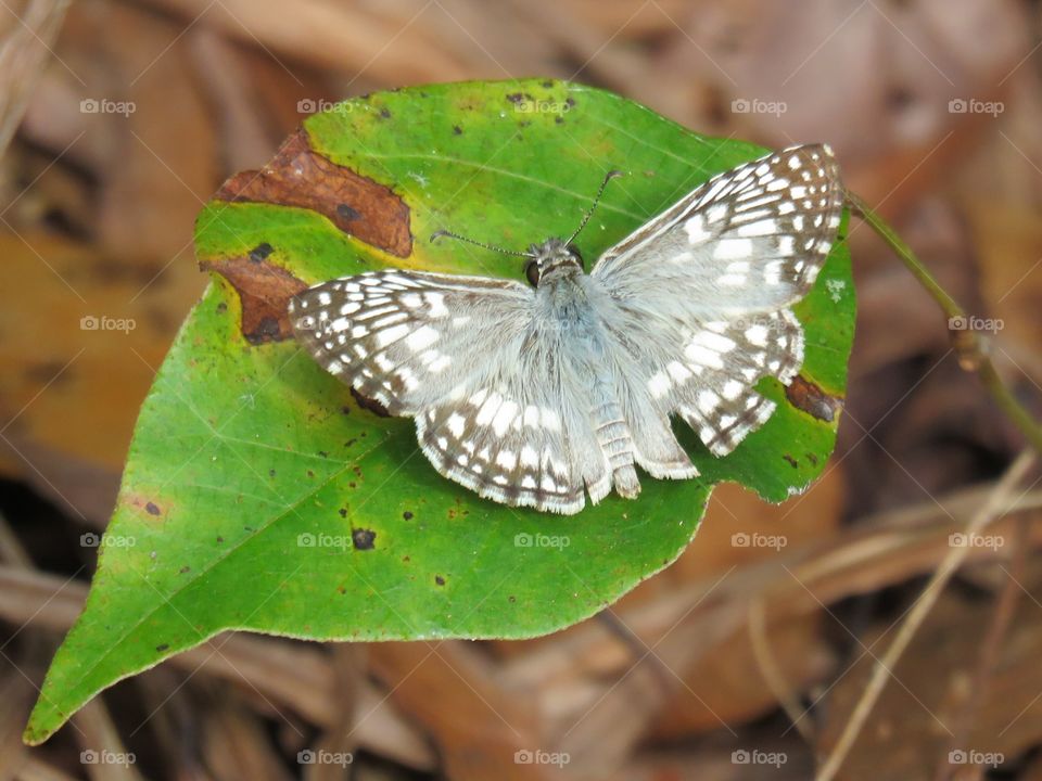 checkered skipper