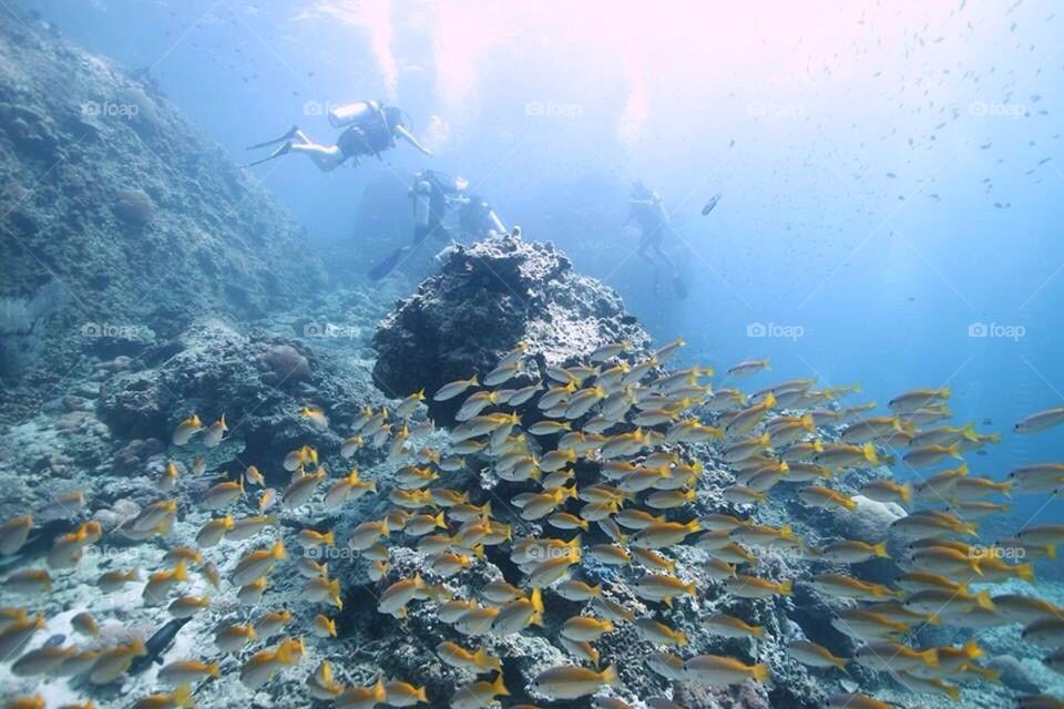 Diving in thailand