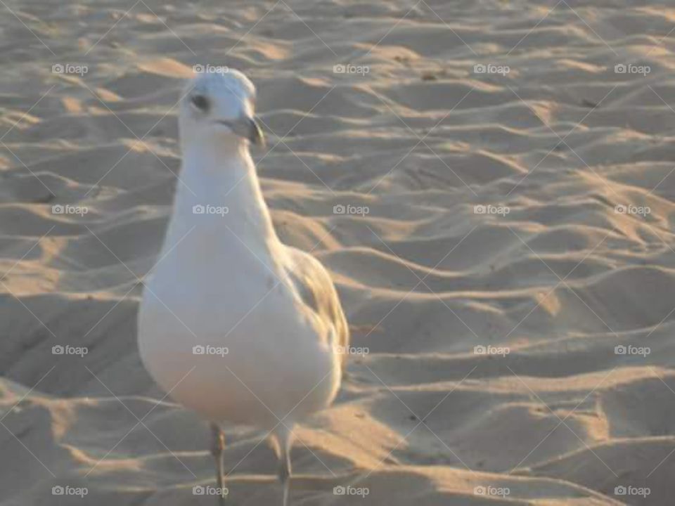 seagull on the sand. seagull on the sand