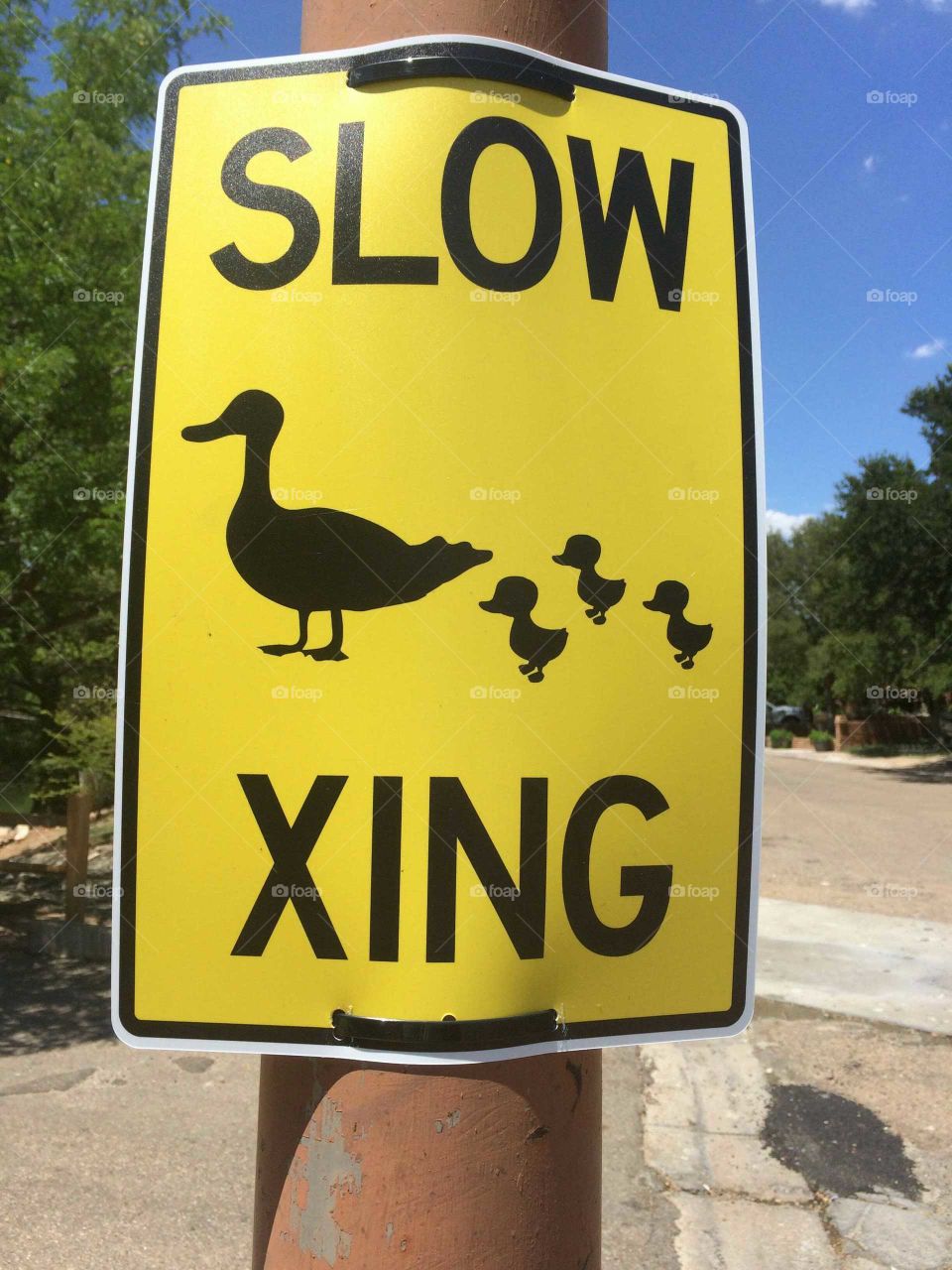 Slow down fer ducks