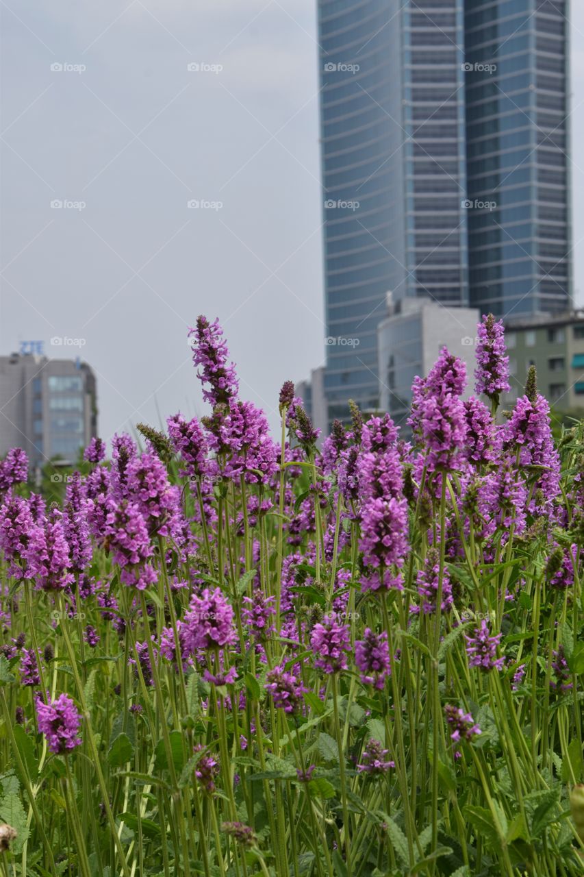 Blooming city of Milan