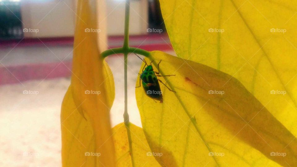 Leaf, Nature, Flora, No Person, Insect