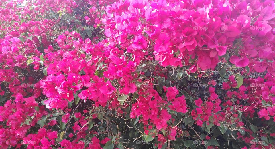 Bougainvillea glabra. Fucsia