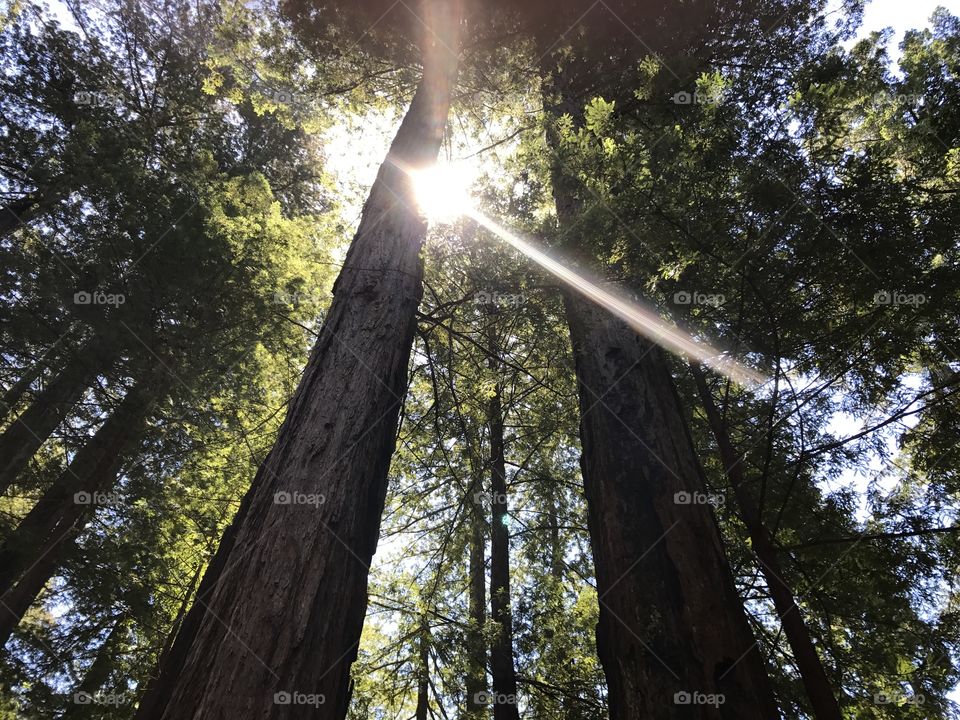 Sun shining through redwoods in California