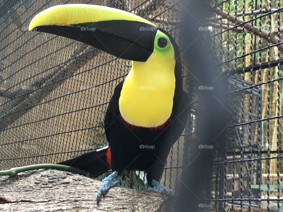 Curious toucan 