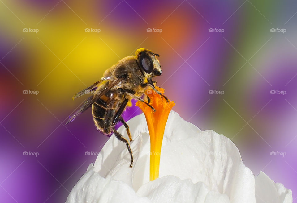 Bee in a flower. 