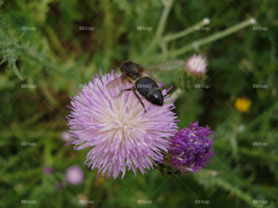 Pictures in algéria