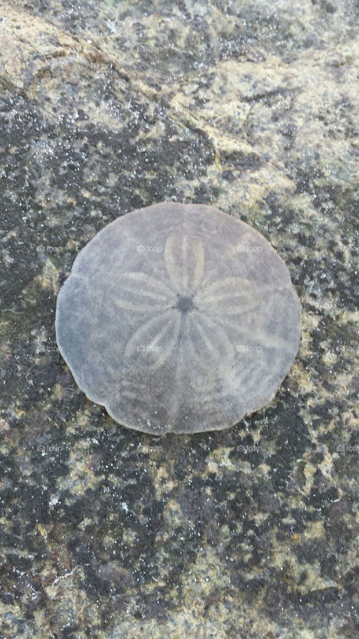 Sand dollar 