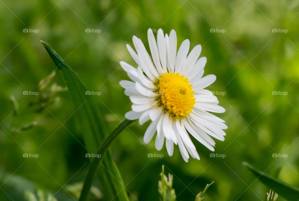 Little daisy in green meadow