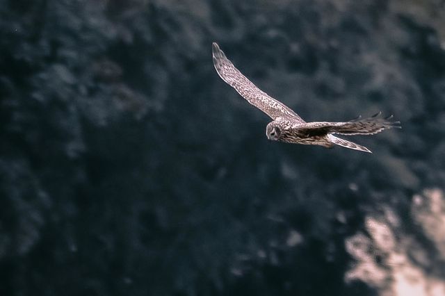 The short eared owl