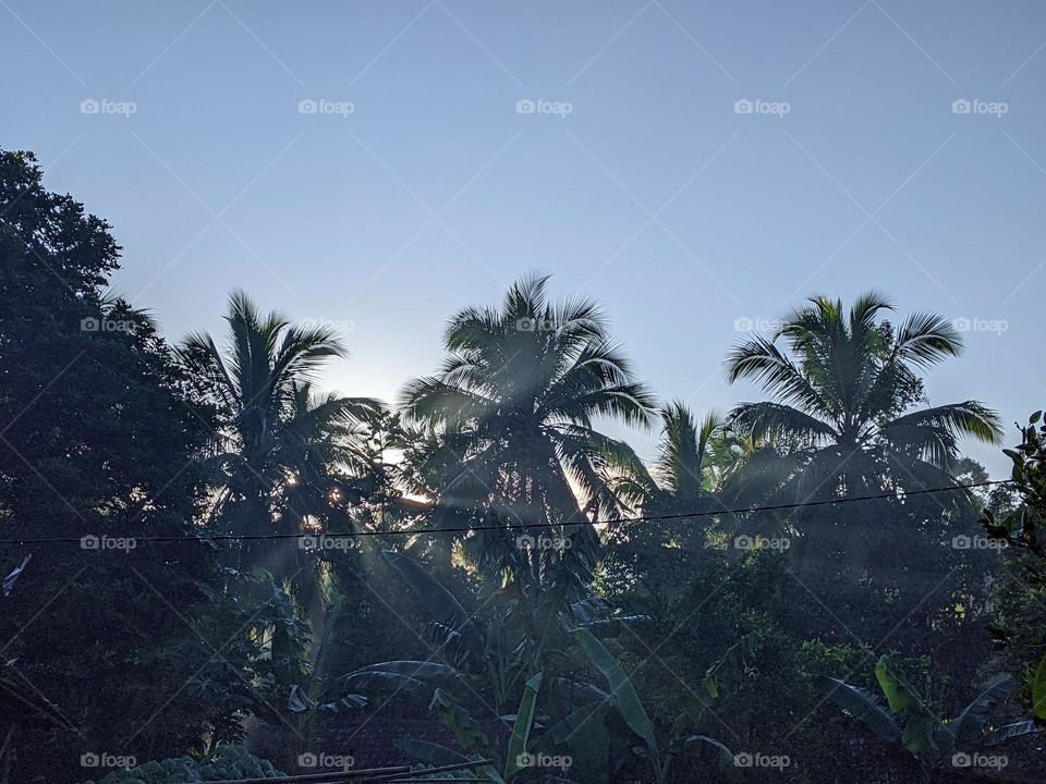 view of green trees in the morning