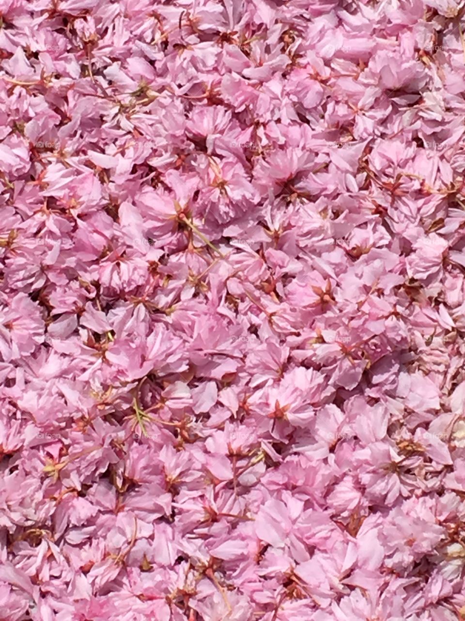 Pink petals