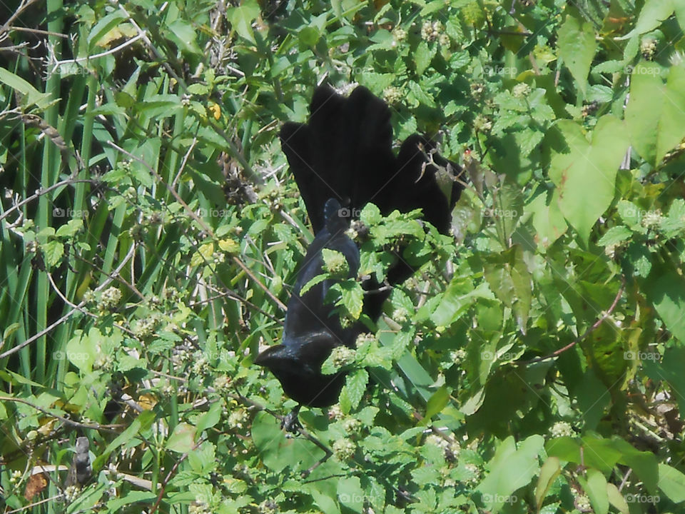 Black Bird In Tree