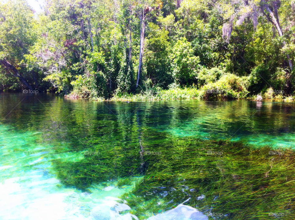 blue summer trees water by vegatron