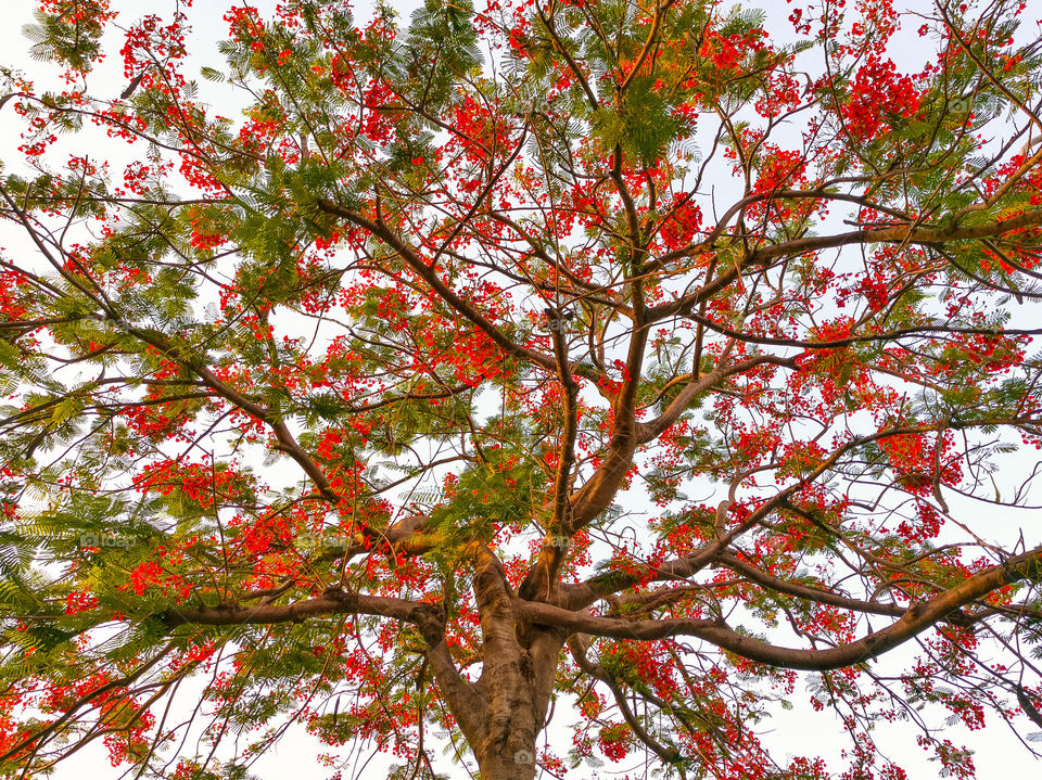 Flame tree