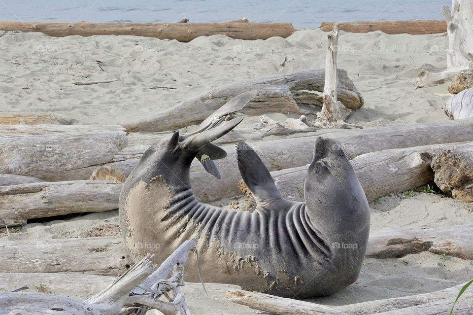 Elephant seal yoga on the beach