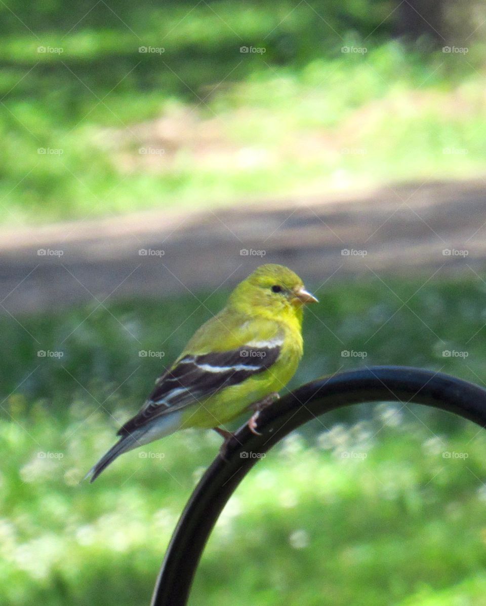Finch at the bird feeder