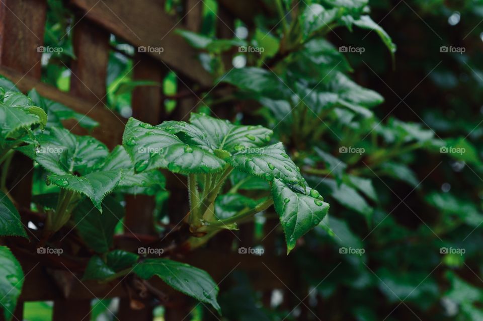 Green creeper fern photography, night plant art