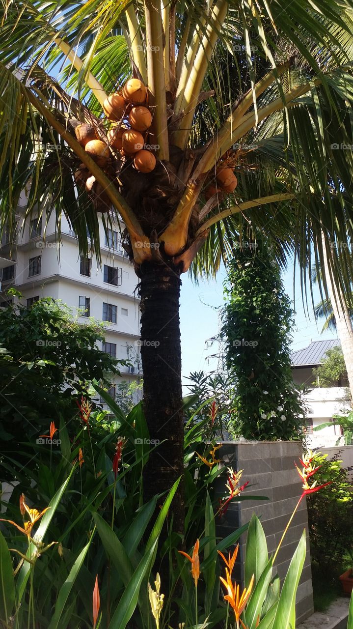 kerala coconut tree