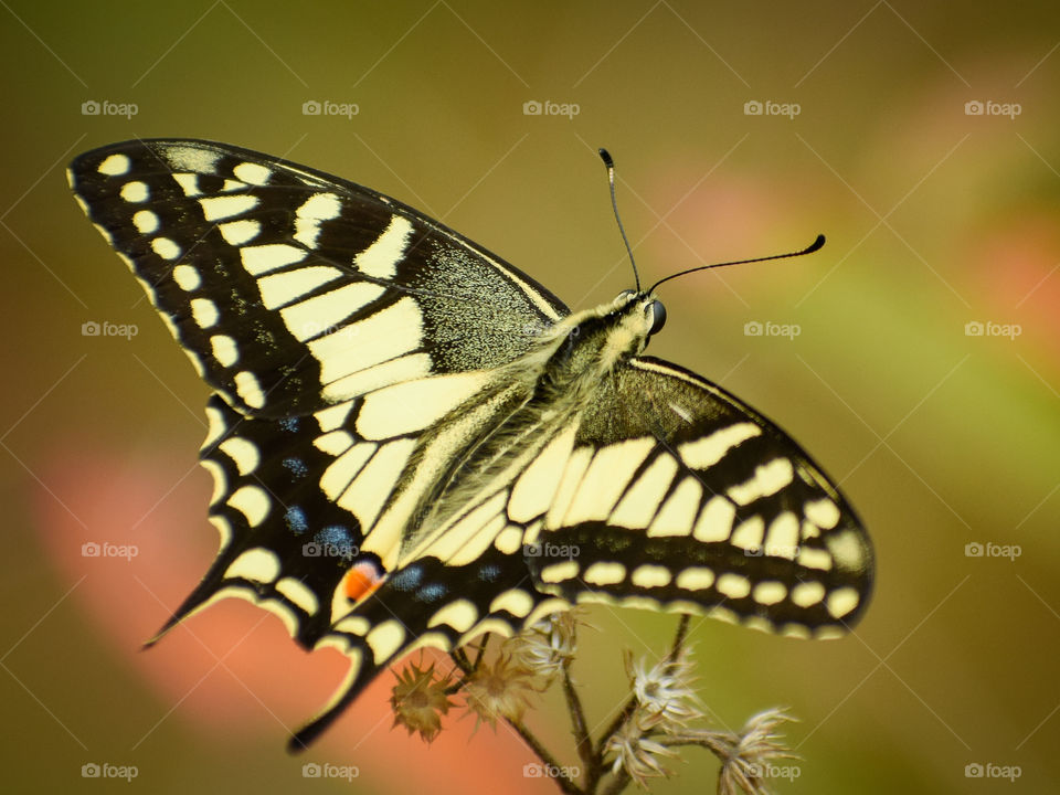 Beautiful butterfly looks like a flying jet.
common yellow swallowtail butterfly.