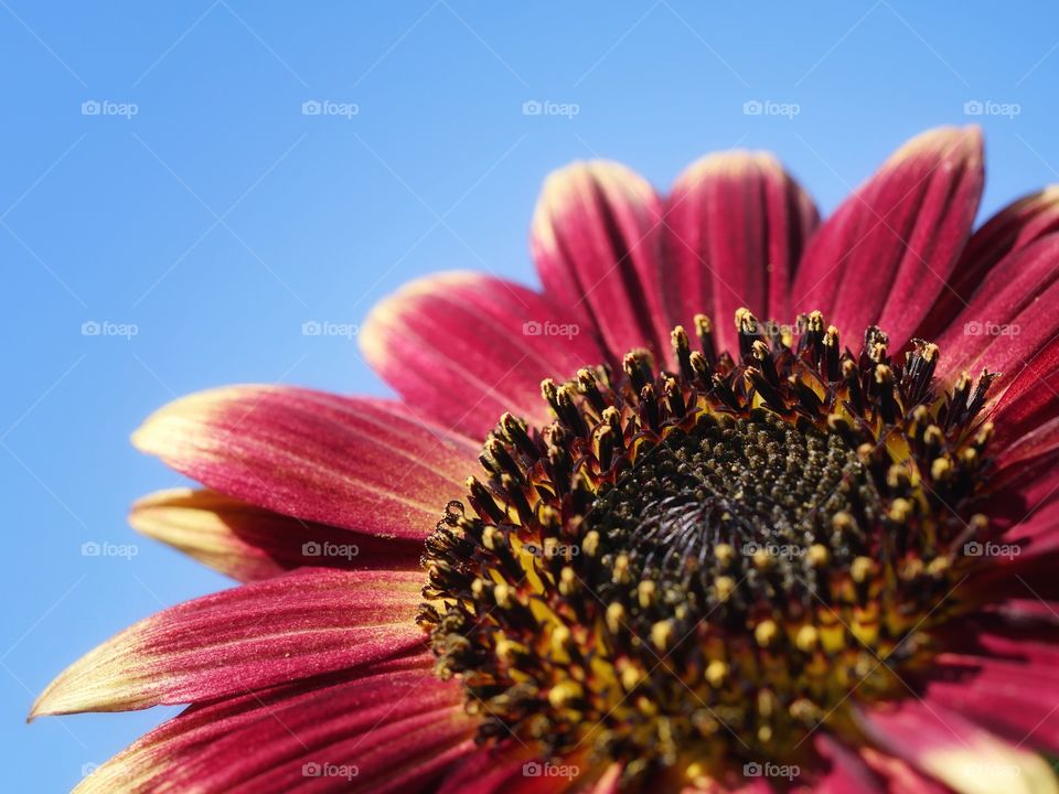 Red sunflower