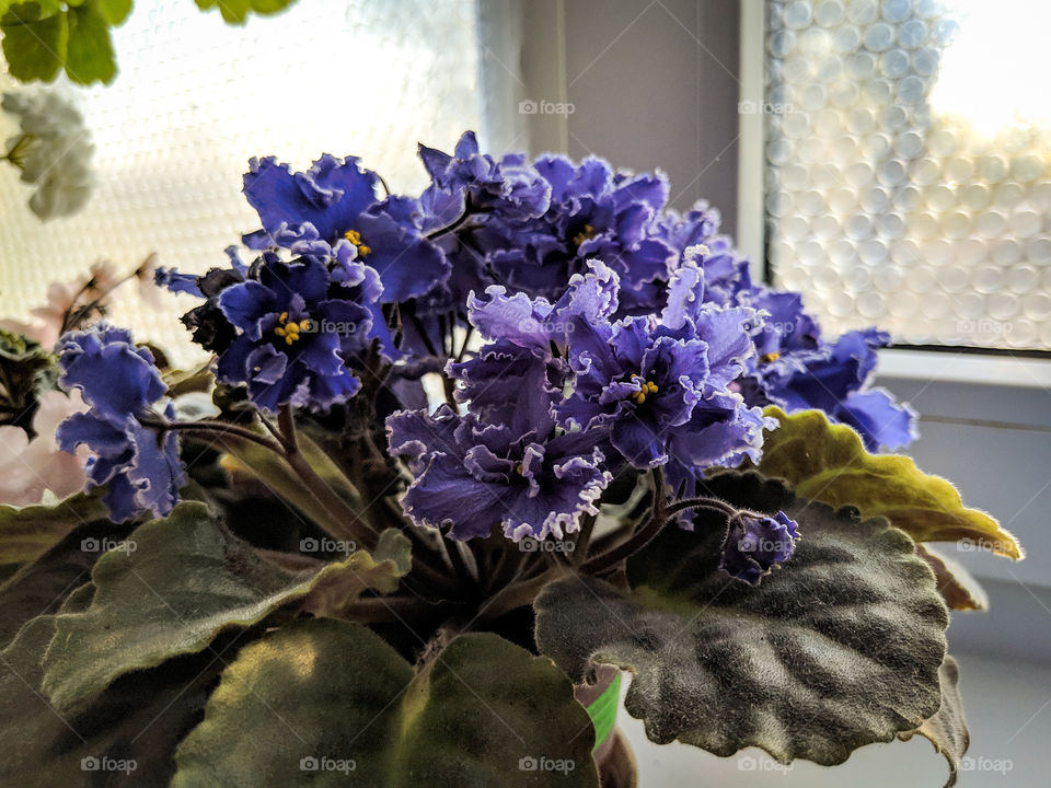 violently blooming violet