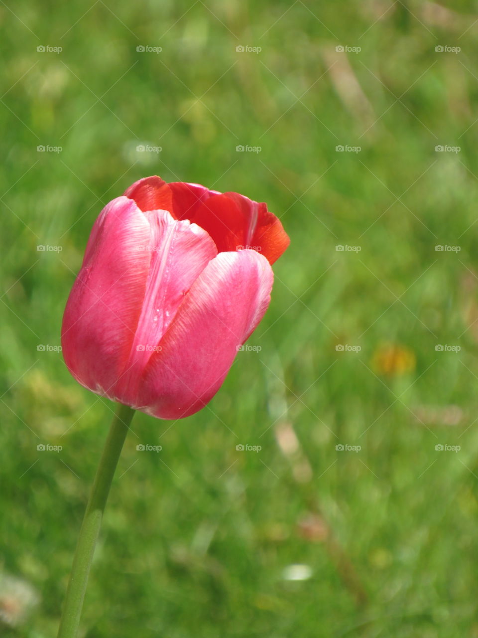 Pink tulip 