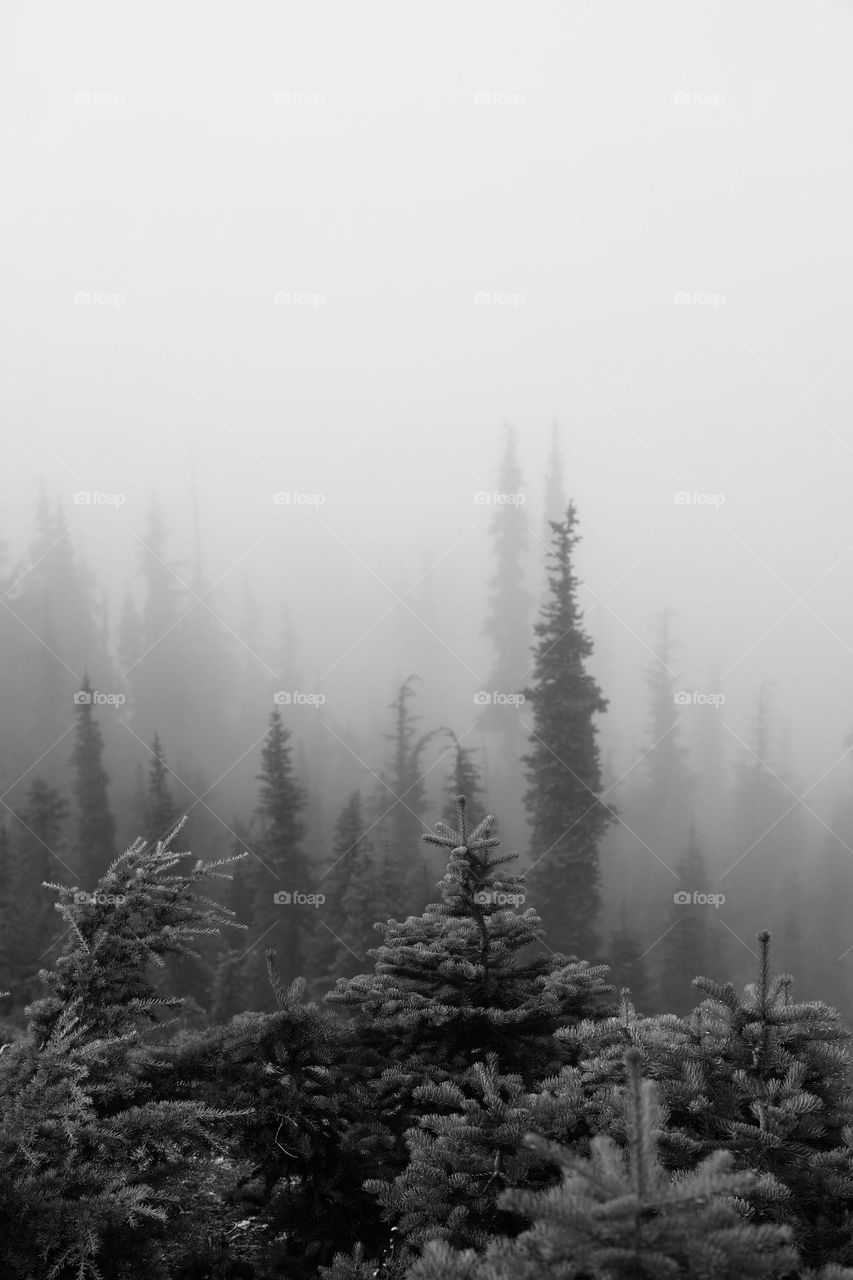 trees in thick white fog