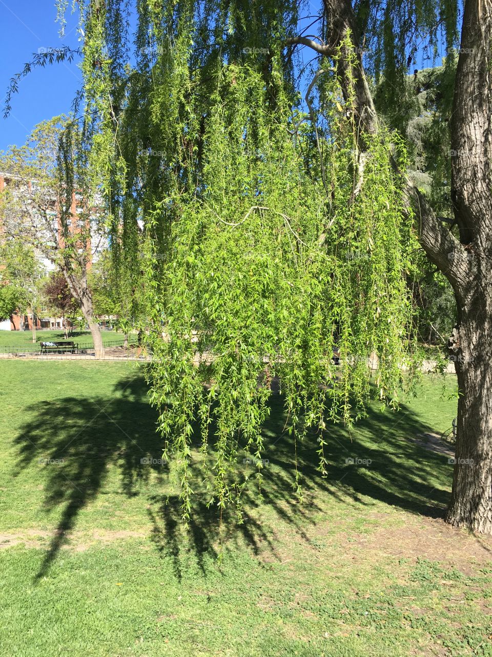 Weeping willow 
