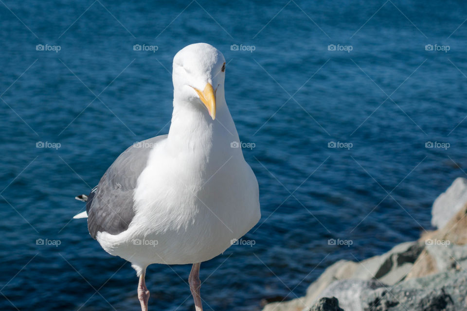 Close-up of seagull