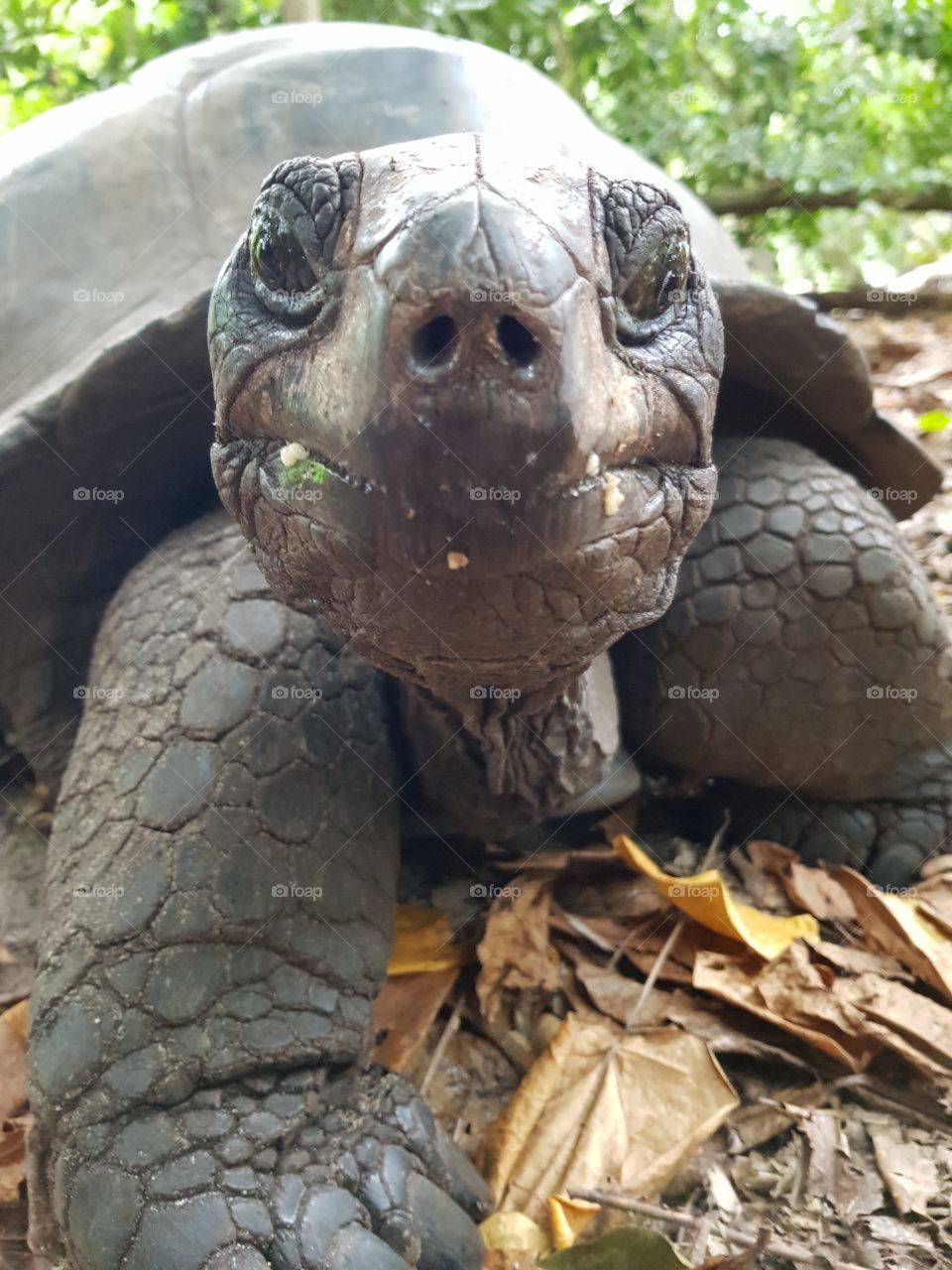 curious tortoise