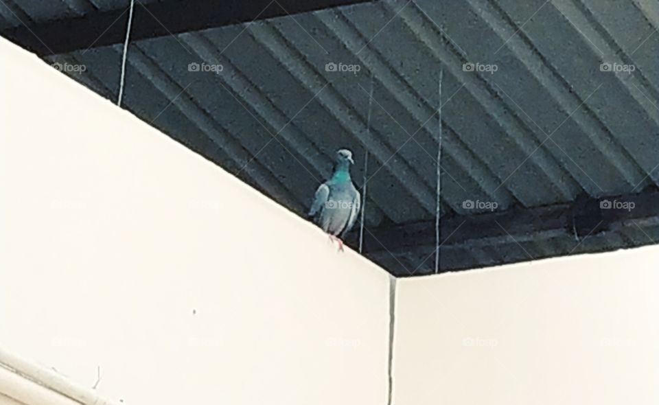 Pegion sitting unaware of the photographer shooting him