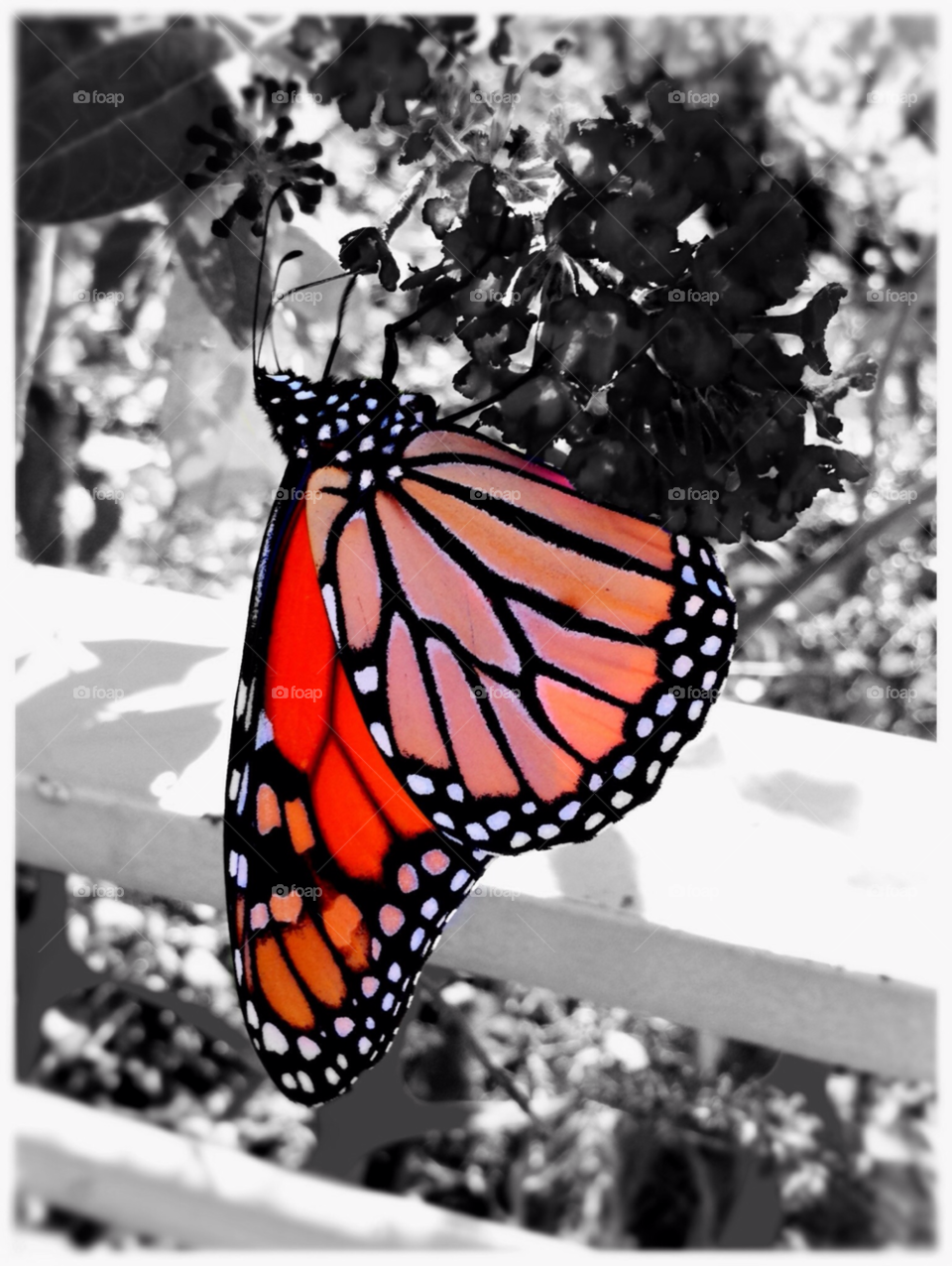 colourful butterfly colourful butterfly by dantvusa