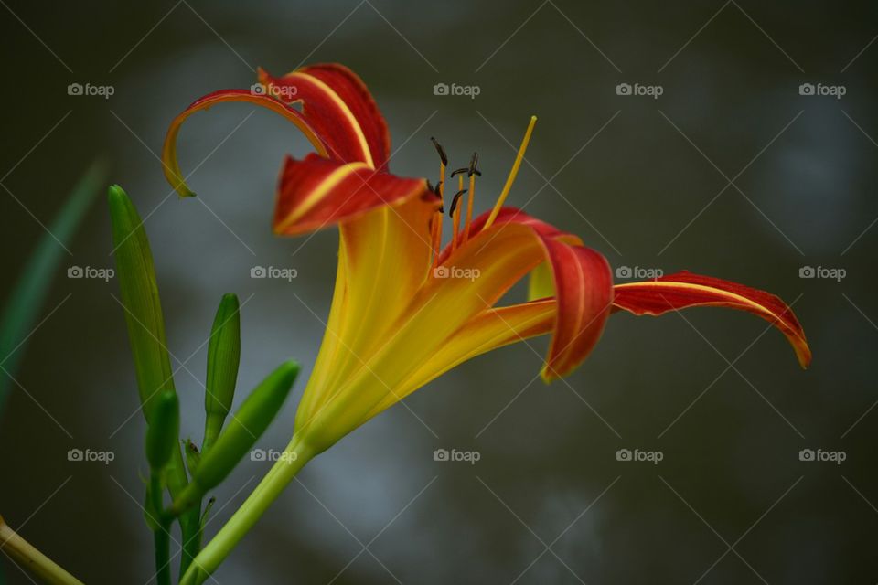 daylily