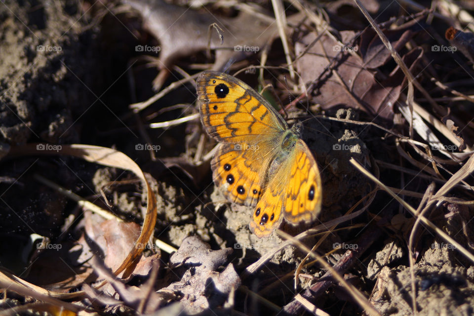 Close-up of butterfly