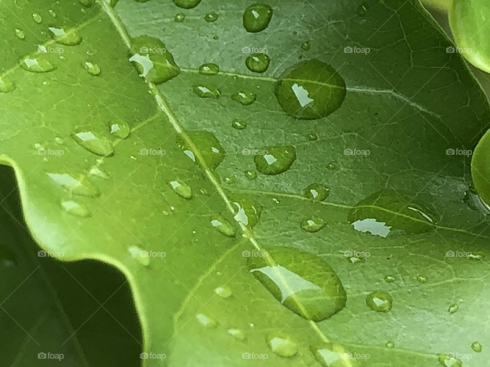Drops of water in a leaf after rain.
