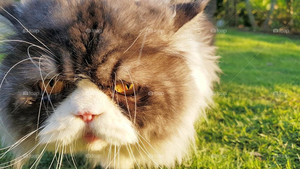 funny cat in the garden