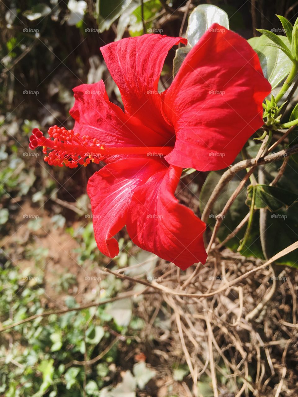 Red flower