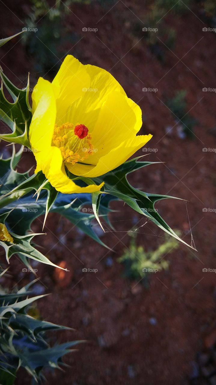 Beautiful Yellow Flower