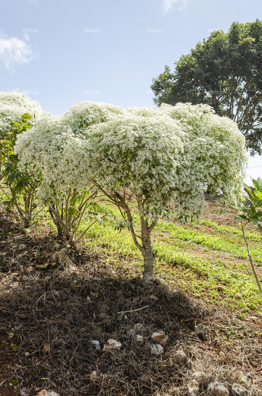 White Euphorbia Tree