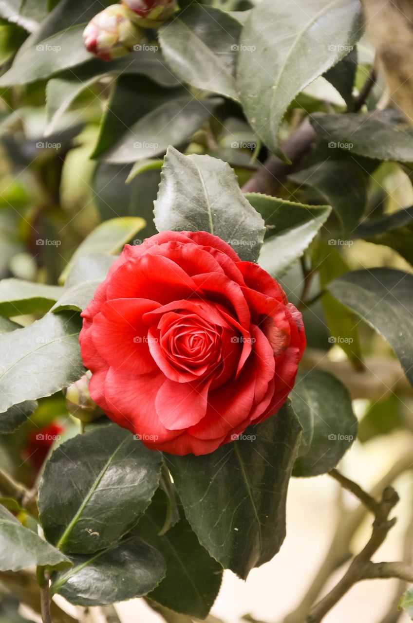 red rose flowers bloom in the garden