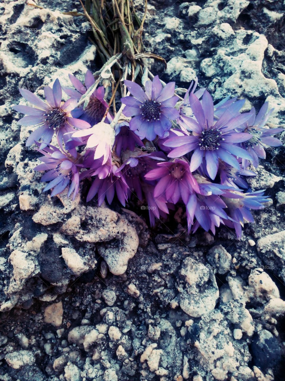 purple steppe flowers