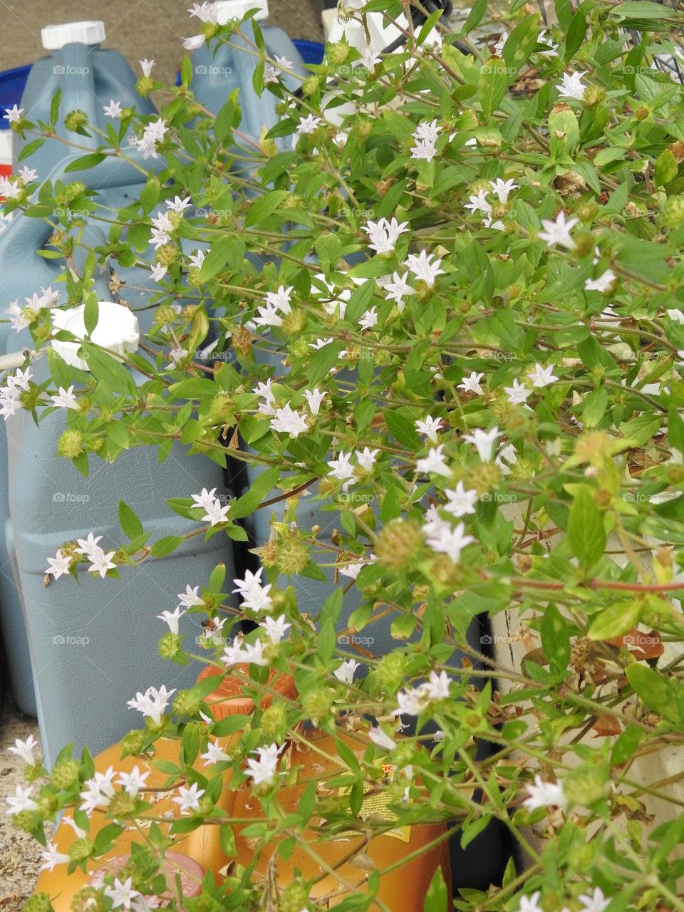 Close up of weed cute wild mini white pinkish flowers grown too big through the screen of the pool enclosure by the grey and blue jugs gallons.