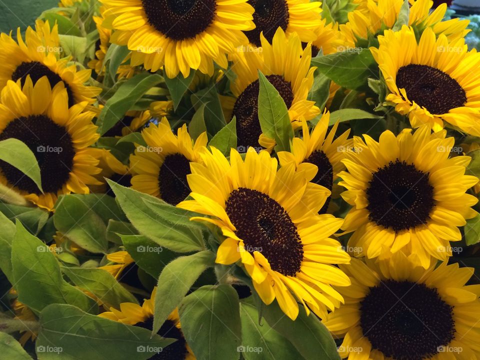 Beautiful blooming sunflowers in field