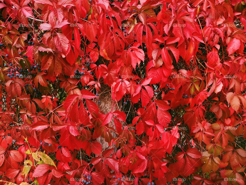 red autumn leaves