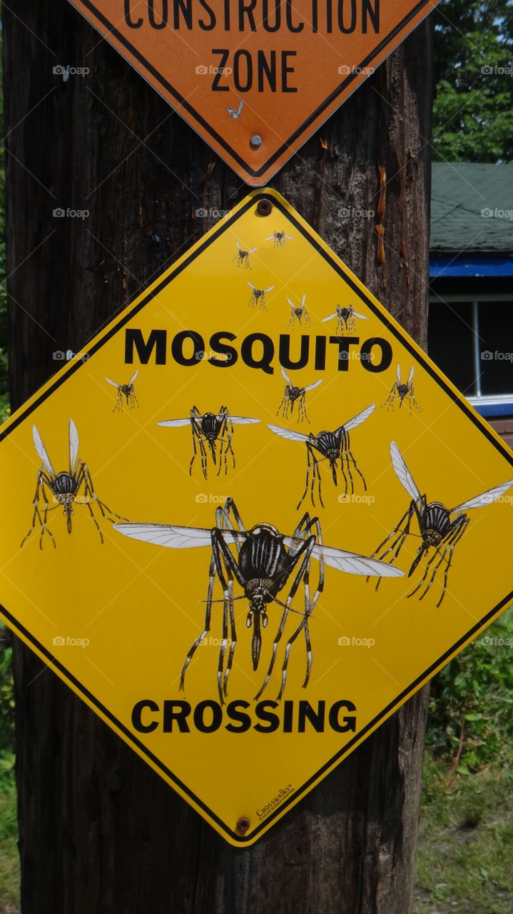 big mosquitoes