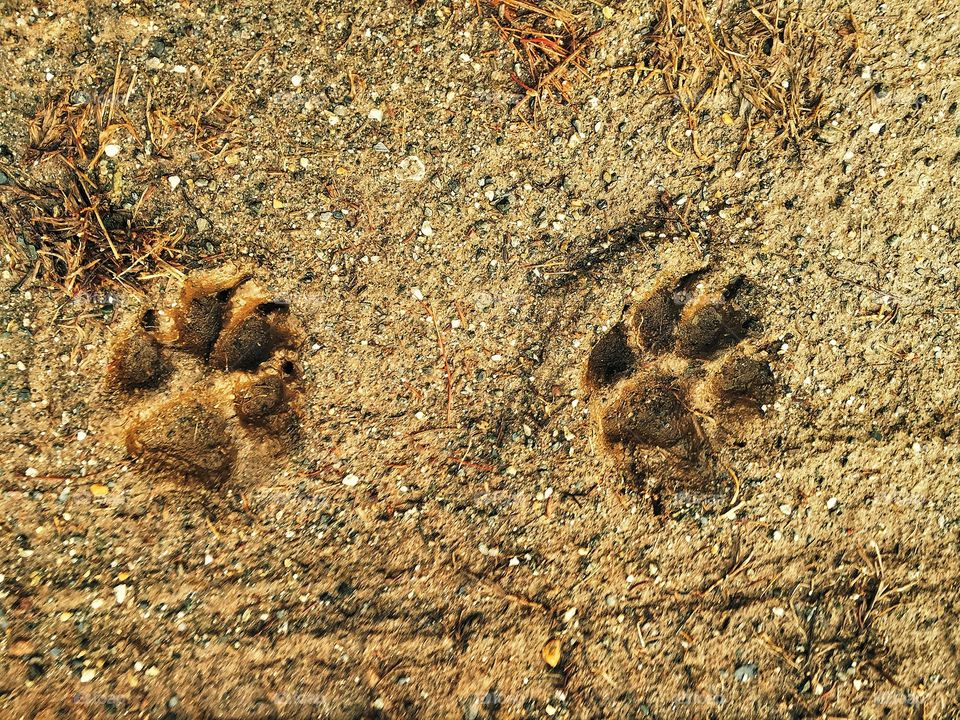 Puppy prints. Dog prints in the mud 