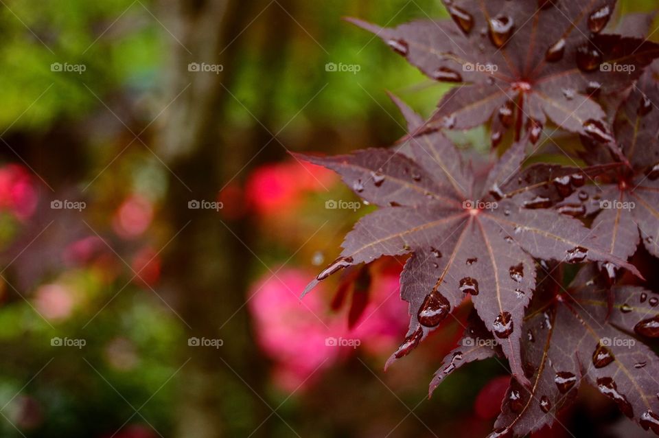 Japanese Maple after rain